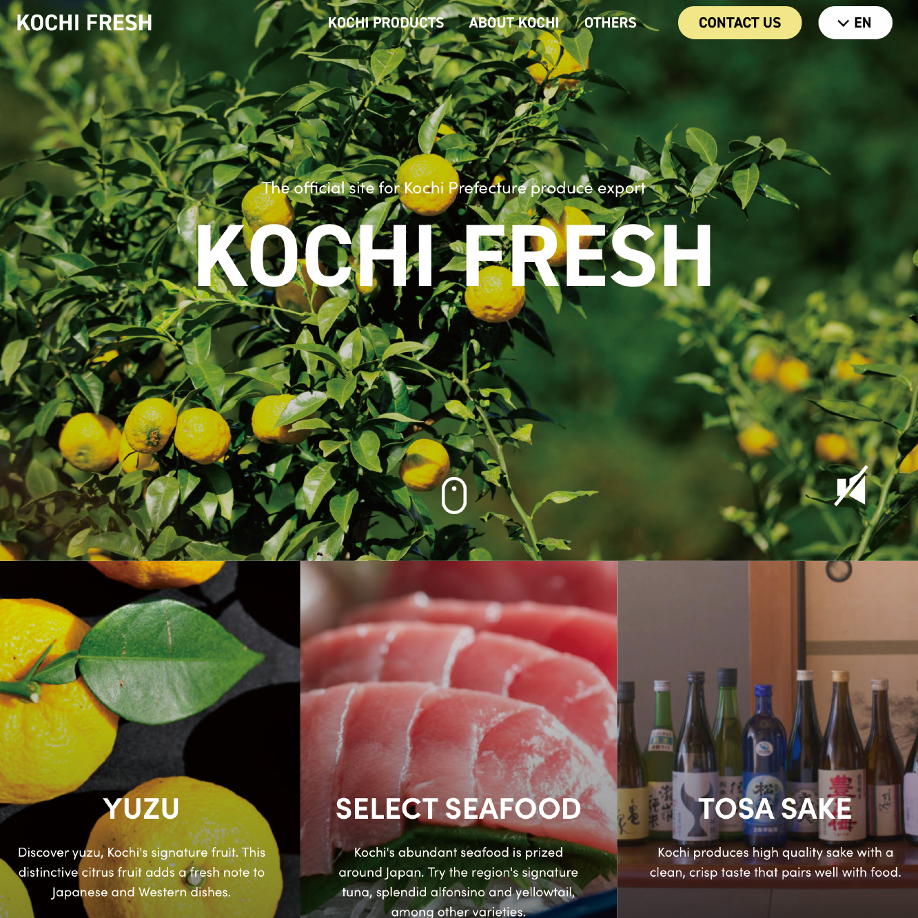 Website / Web Video